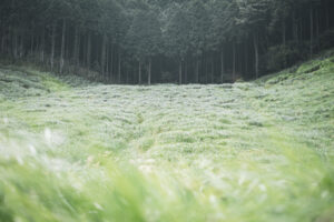 写真作品