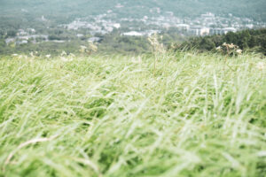 写真作品