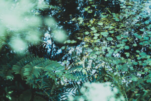写真作品