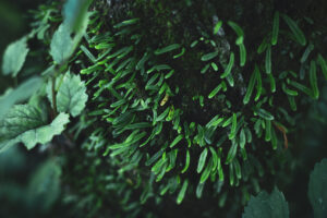 写真作品