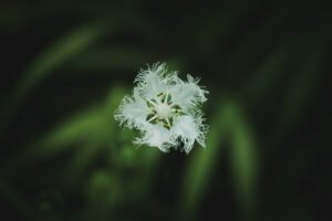 それは　いい写真か悪い写真か