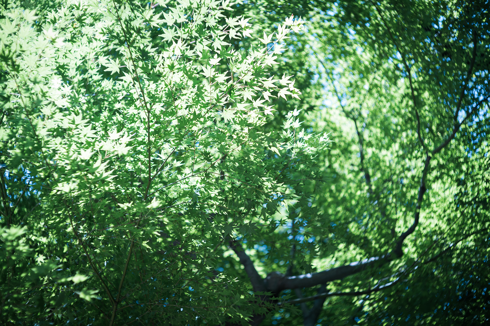 CANON 50mm F1.8の写真02