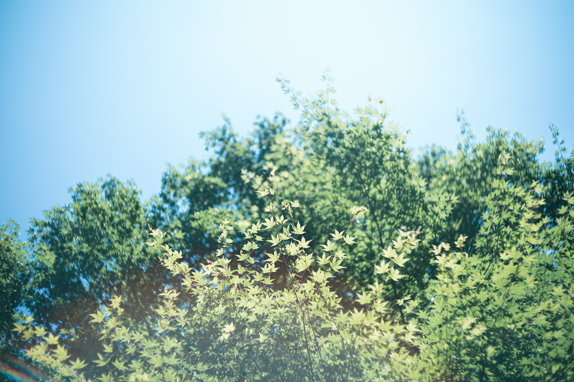 CANON 50mm F1.8の写真01