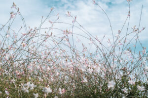 写真作品