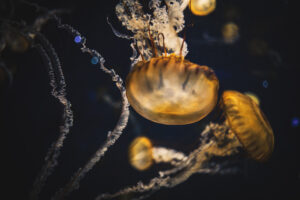 写真作品