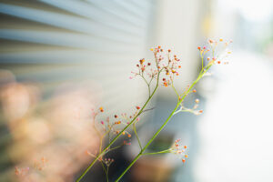 写真作品