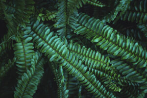 写真作品