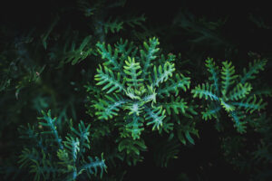 写真作品