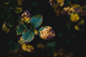 写真作品