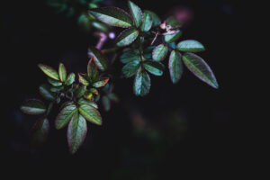 写真作品