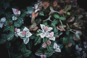 写真作品