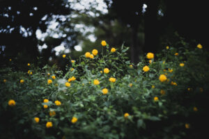写真作品