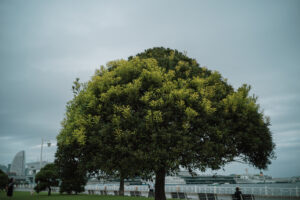 写真作品