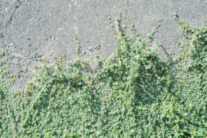 写真作品