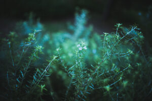 写真作品