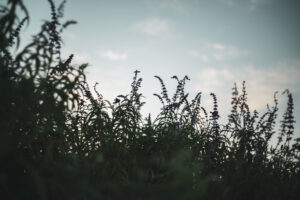 写真作品