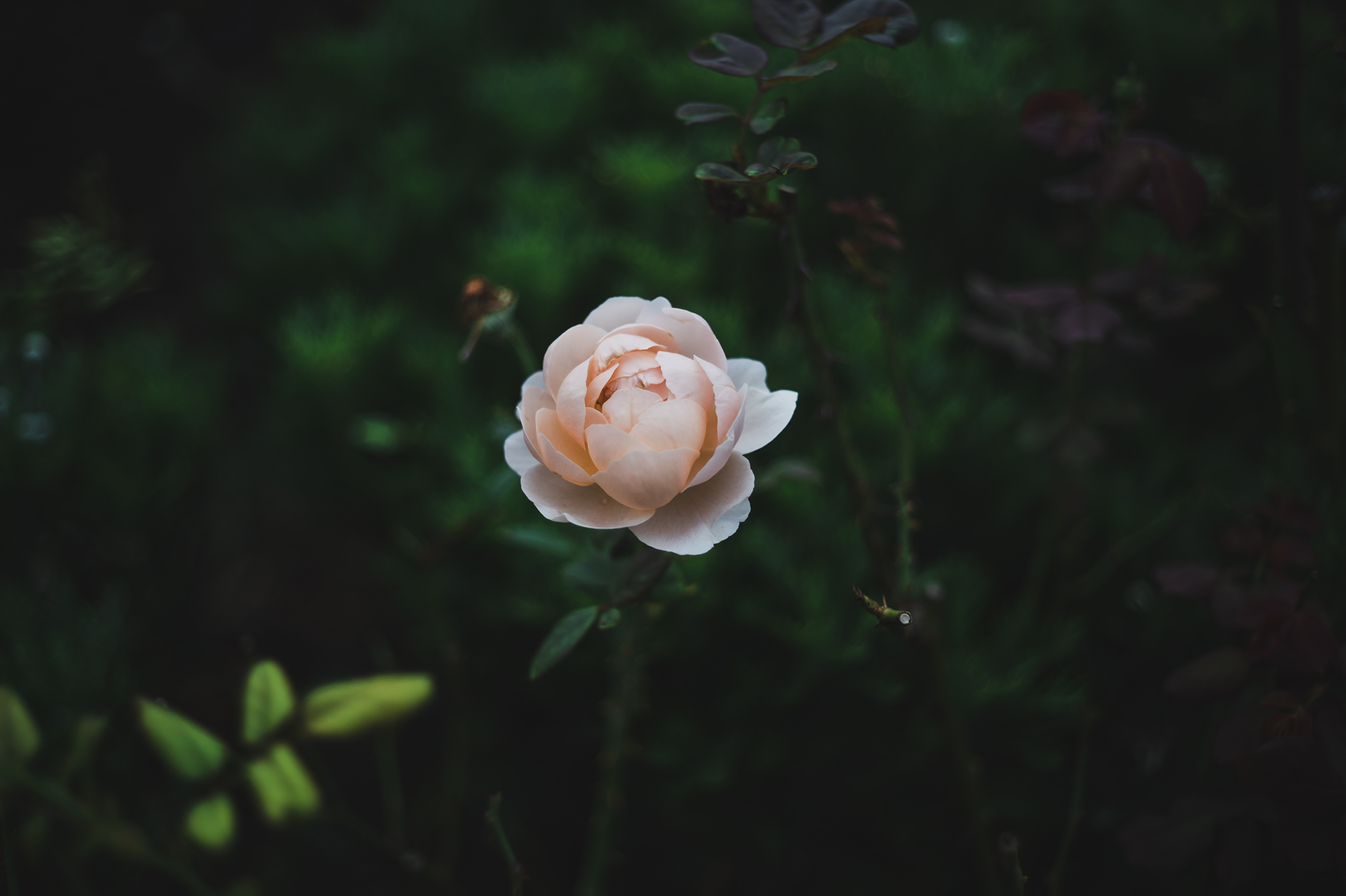 MINOLTA M-Rokkor 40mm F2の写真10