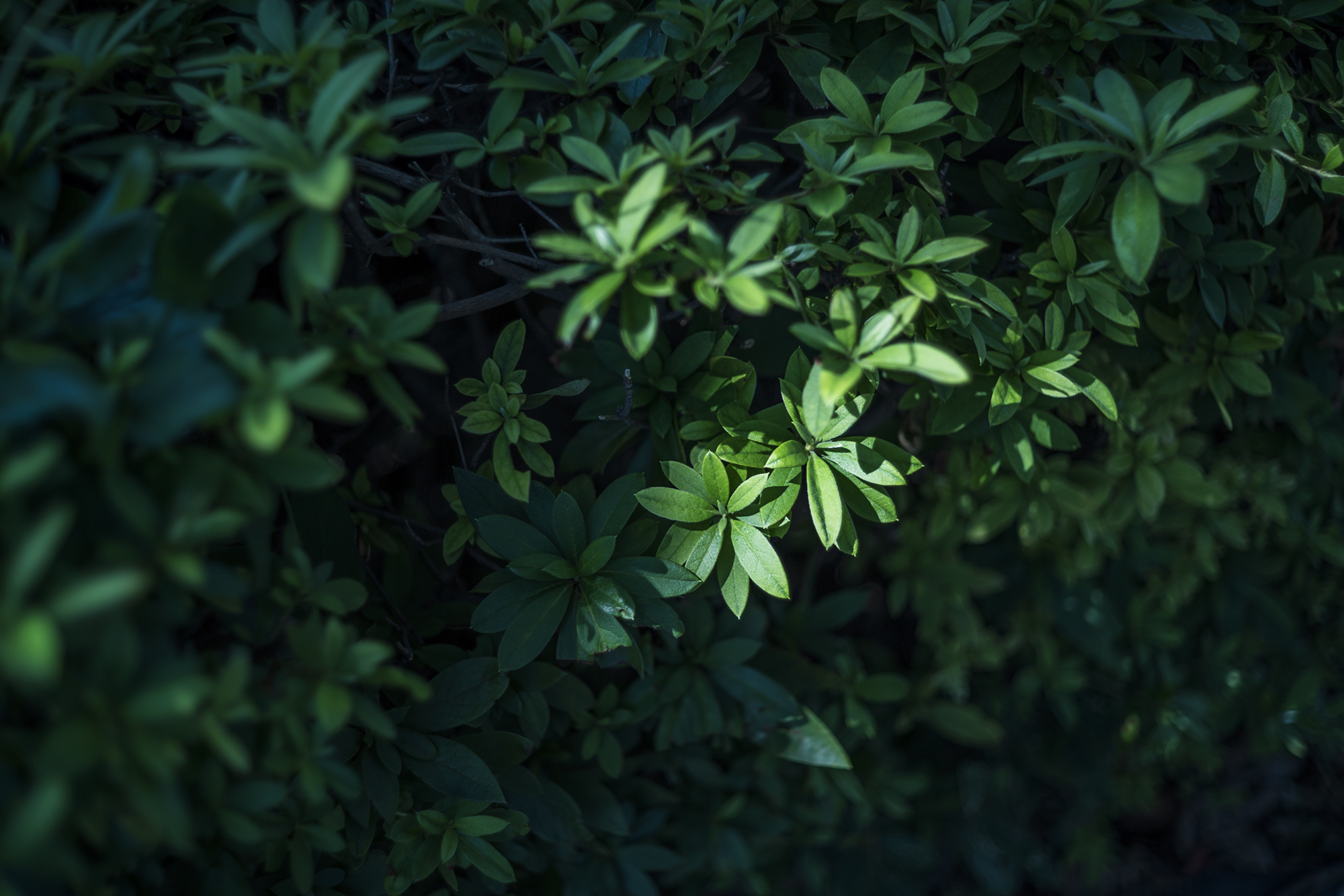 MINOLTA M-Rokkor 40mm F2の写真07