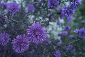 写真作品