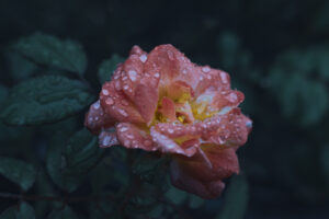 写真作品
