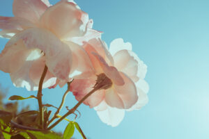 写真作品