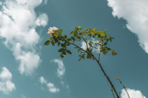 写真作品