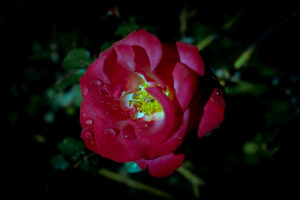 写真作品