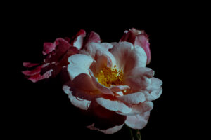 写真作品