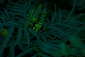 写真作品