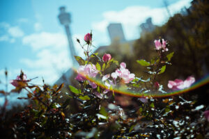 写真作品