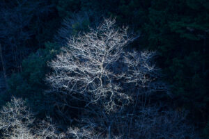 写真作品