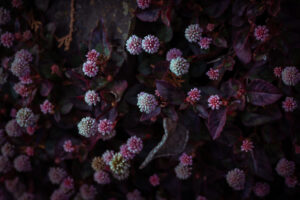 写真作品