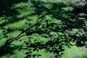 写真作品