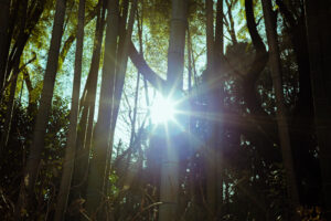 写真作品