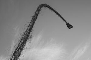 写真作品