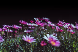 写真作品