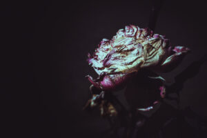 写真作品