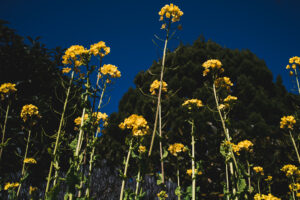 写真作品