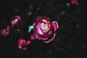 写真作品