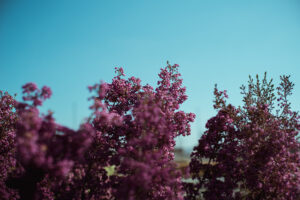 写真作品