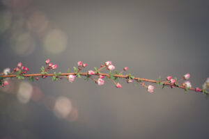 写真作品