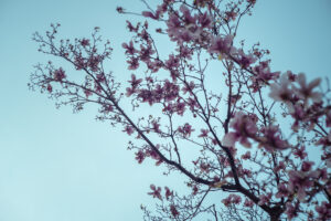 写真作品