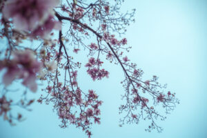 写真作品