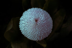 写真作品