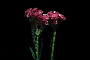 写真作品