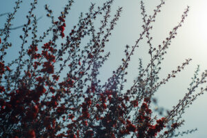 写真作品