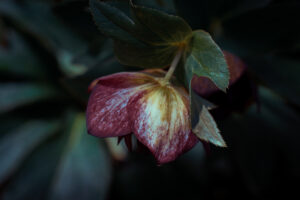 写真作品