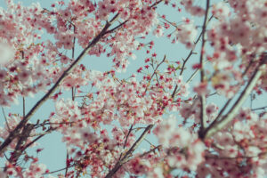 写真作品