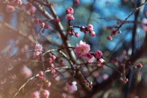 写真作品