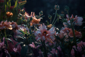 写真作品